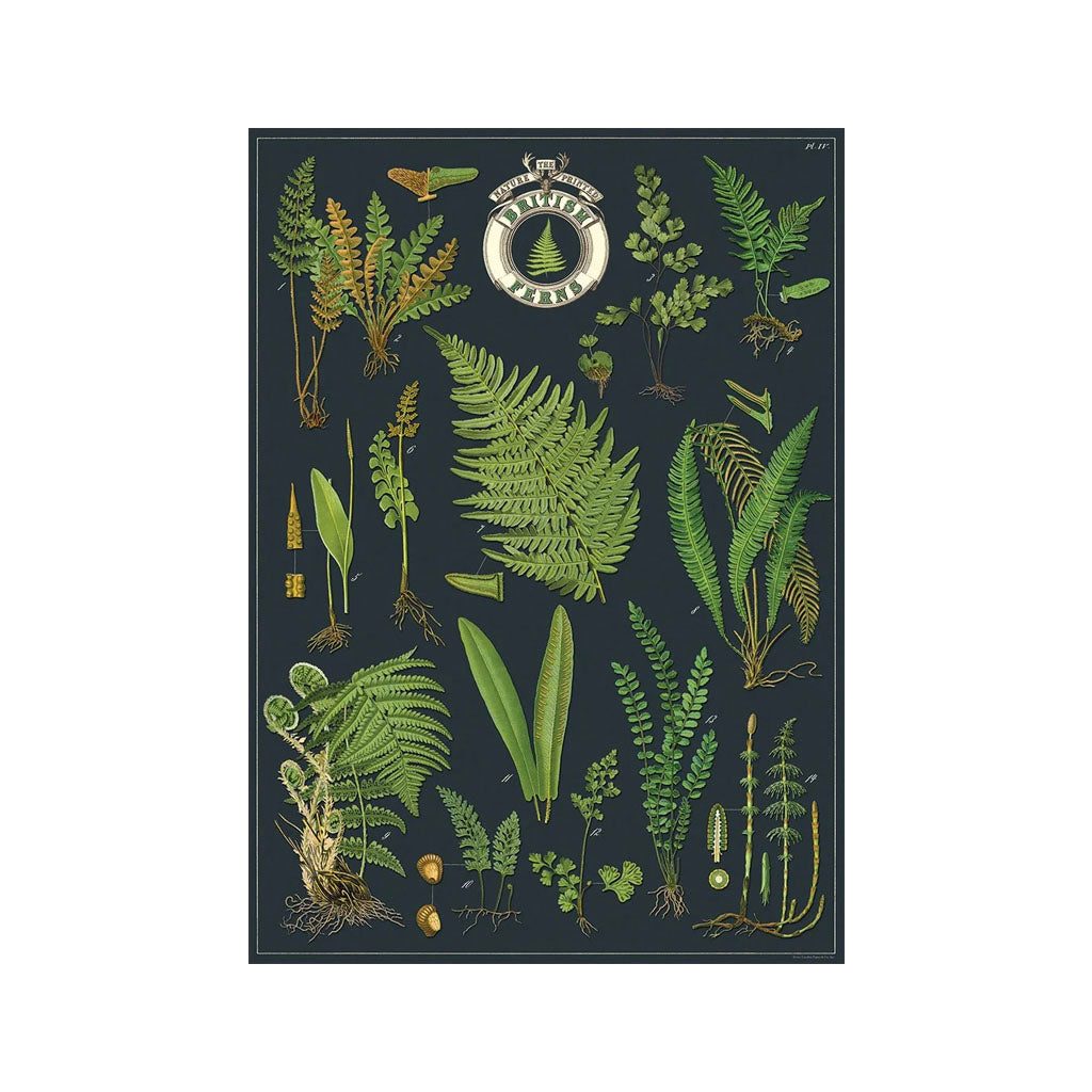 Vintage poster 'British Ferns'