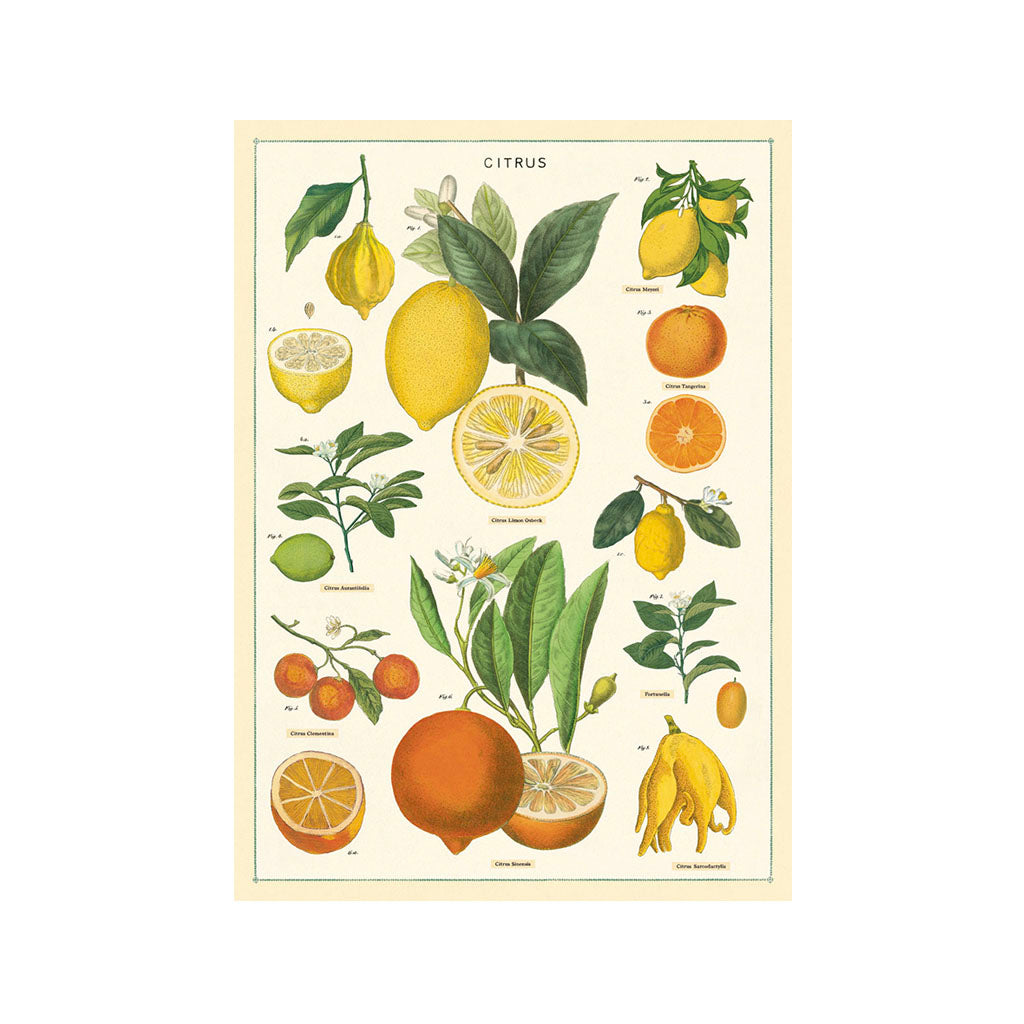 Vintage-Poster „Citrus“