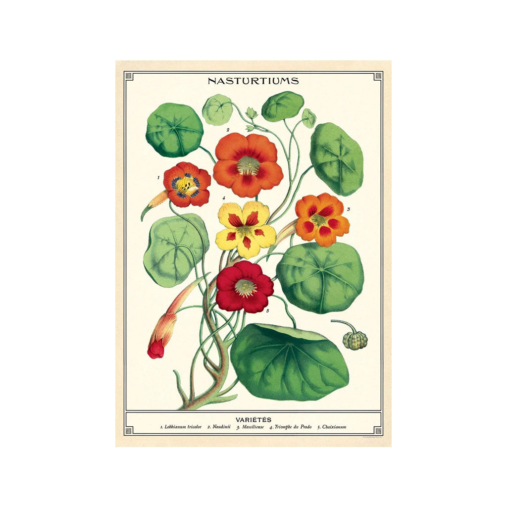 Vintage poster 'Nasturtiums'
