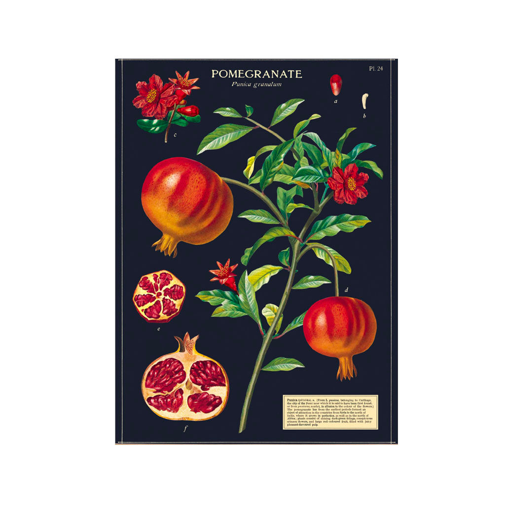 Vintage-Poster 'Granatapfel'