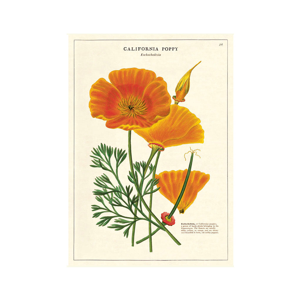 Vintage-Poster „California Poppy“