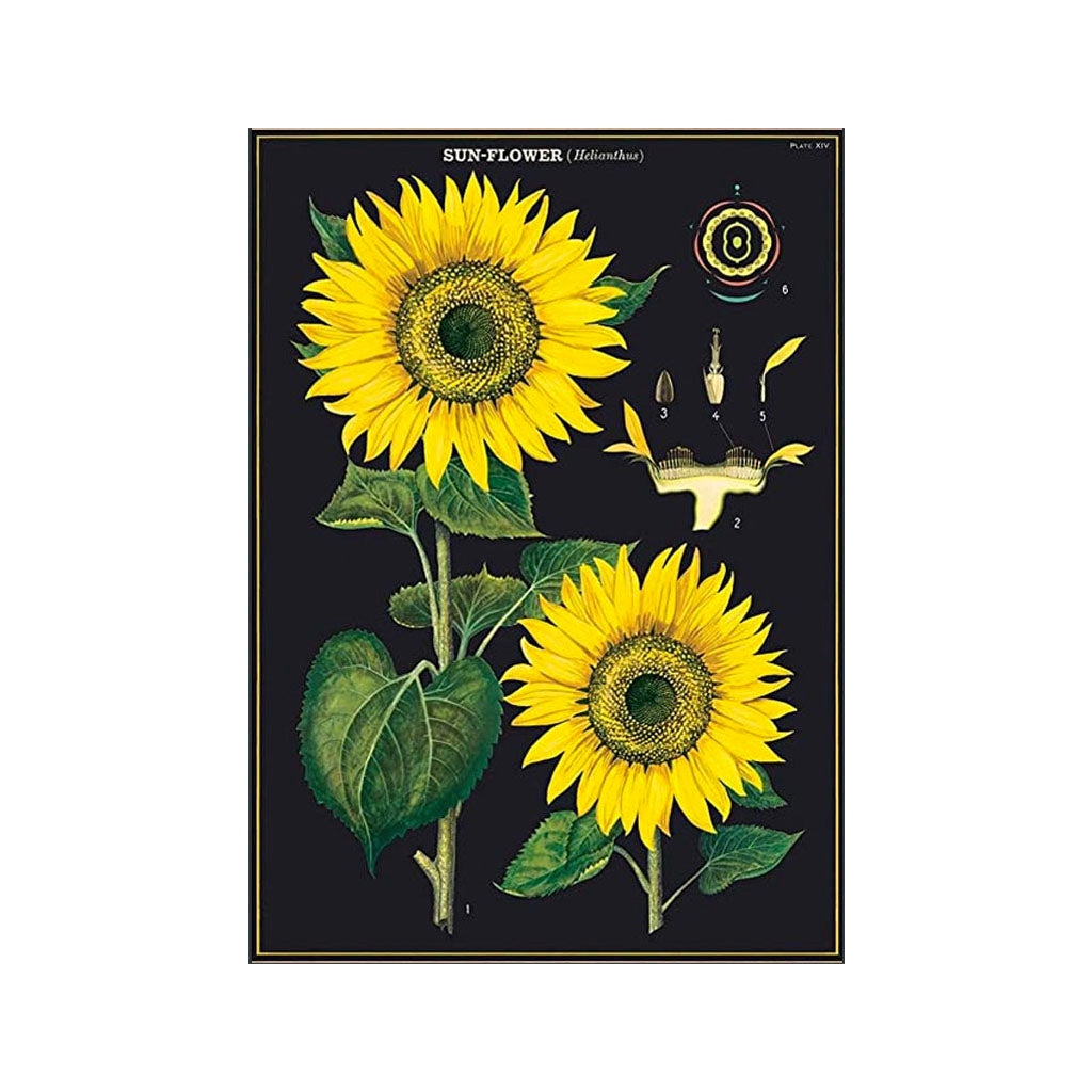 Vintage-Poster „Sonnenblume“