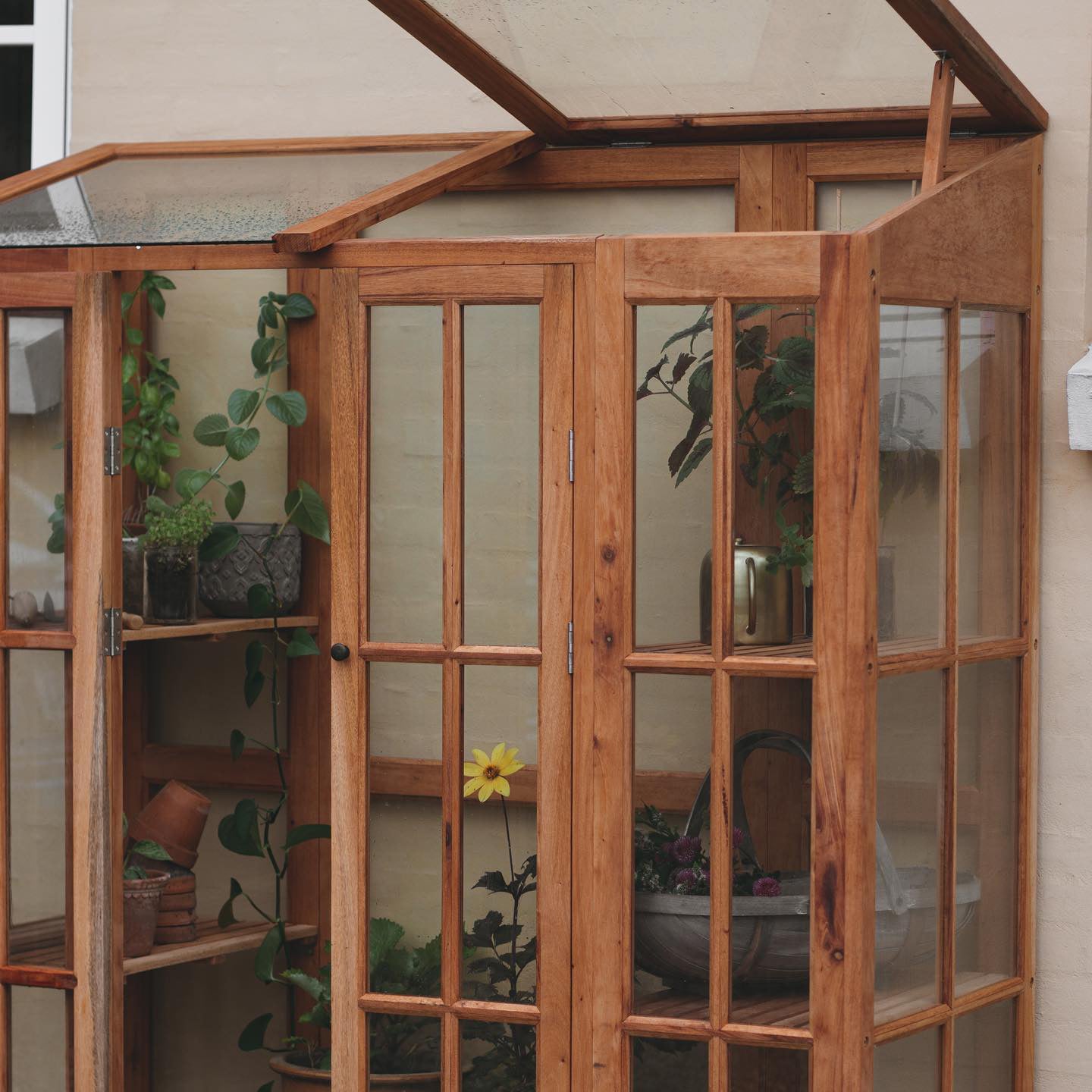 Wandgewächshaus Mahagoni geölt