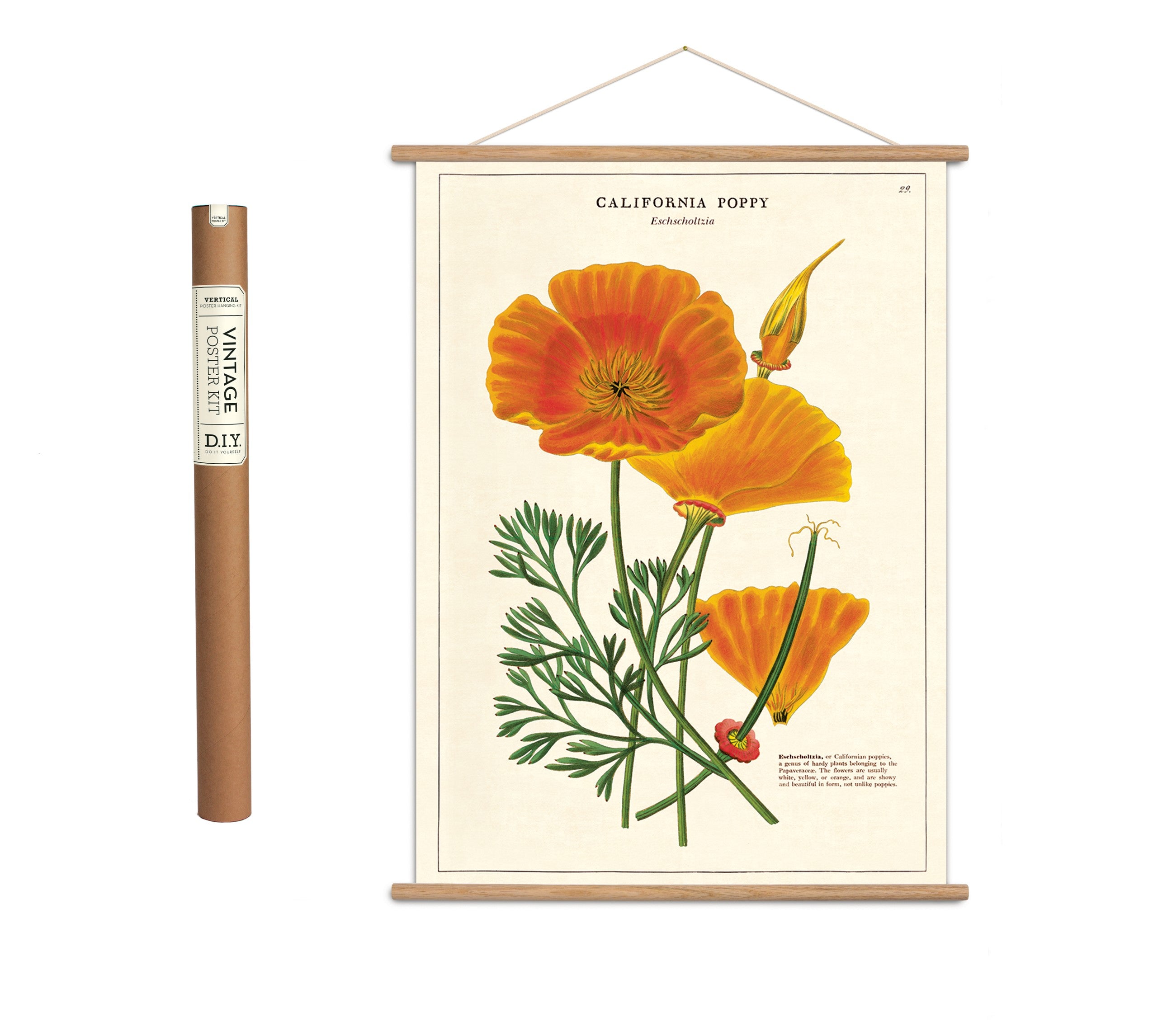 Vintage poster kit 'Poppy'