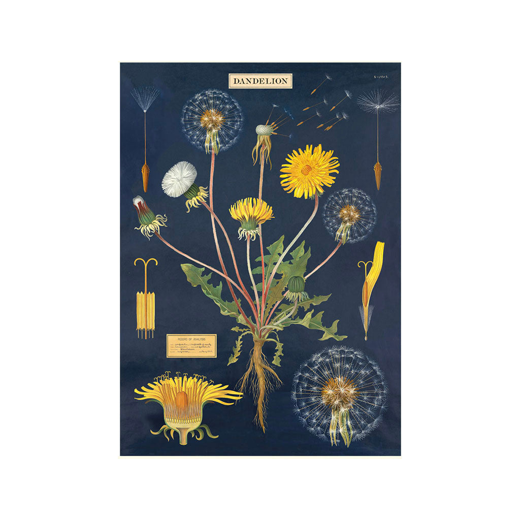 Vintage-Poster-Set Löwenzahn 'Löwenzahn'