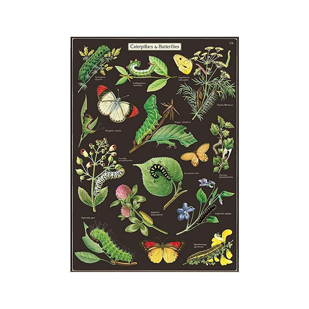 Vintage poster ’Caterpillars & Butterflies’