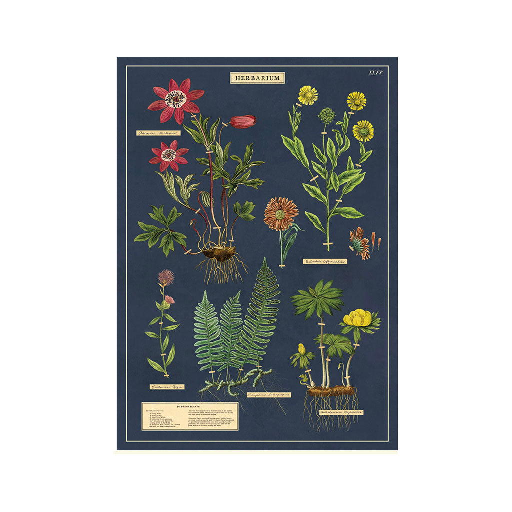 Vintage poster kit ’Herbarium’