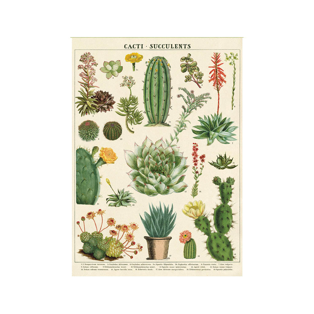 Vintage-Poster-Kit 'Succulent'